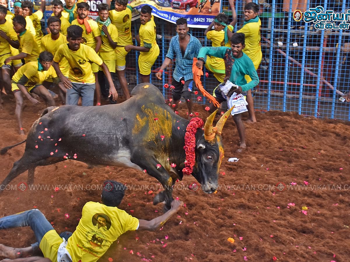 அவனியாபுரம் ஜல்லிக்கட்டு: ஆட்டம் காட்டிய காளைகள் - அடக்க பாய்ந்த வீரர்கள்! | புகைப்படத் தொகுப்பு   