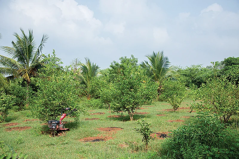 எலுமிச்சை