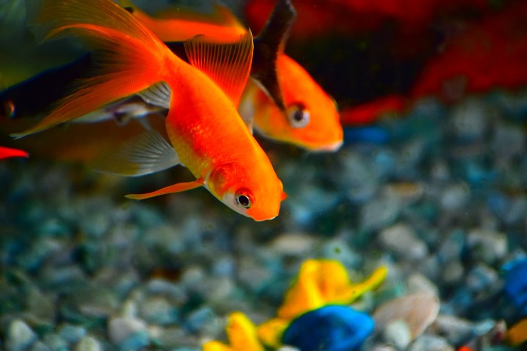 Fish Aquarium