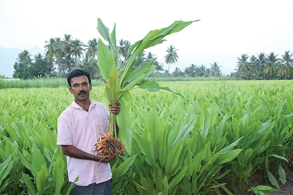 விளைந்த மஞ்சள் கொத்துடன்