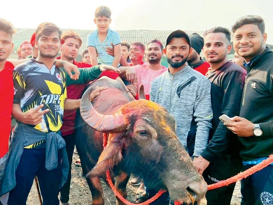 போட்டியில் வென்ற மாடு... 16 கேக் வெட்டி பிறந்தநாள் கொண்டாட்டம்! - காற்றில் பறந்த கட்டுப்பாடுகள்