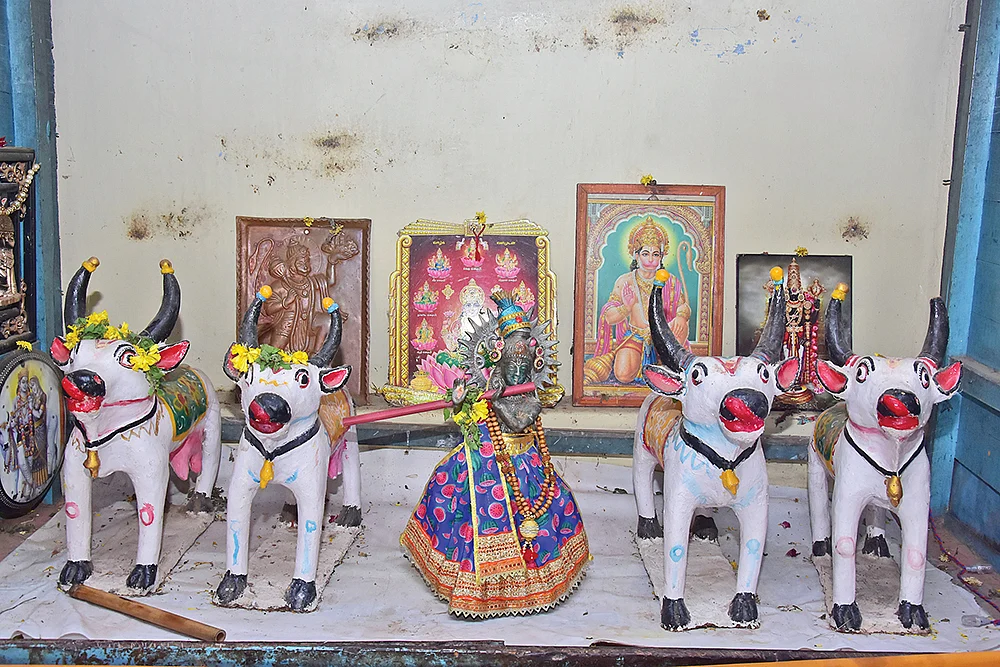 பவனி வரும் பட்டத்துக் காளை... கம்பளியின் மகிமை! - கம்பம் நந்தகோபாலன் தரிசனம்!