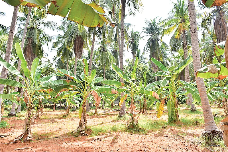 சீரான இடைவெளியில் வளர்ந்து நிற்கும் வாழை மரங்கள்