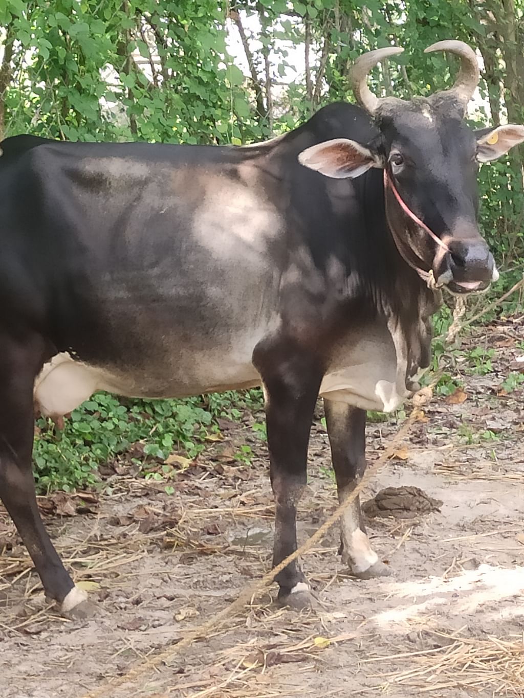 உம்பளாச்சேரி மாடுகள்