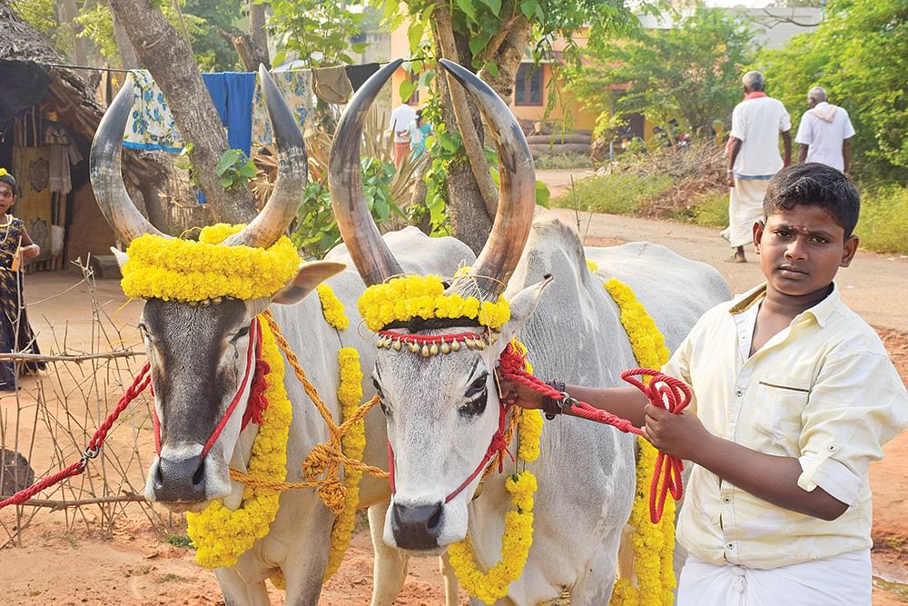 மண்வாசம் வீசும் மாடு அவிழ்க்கும் விழா!