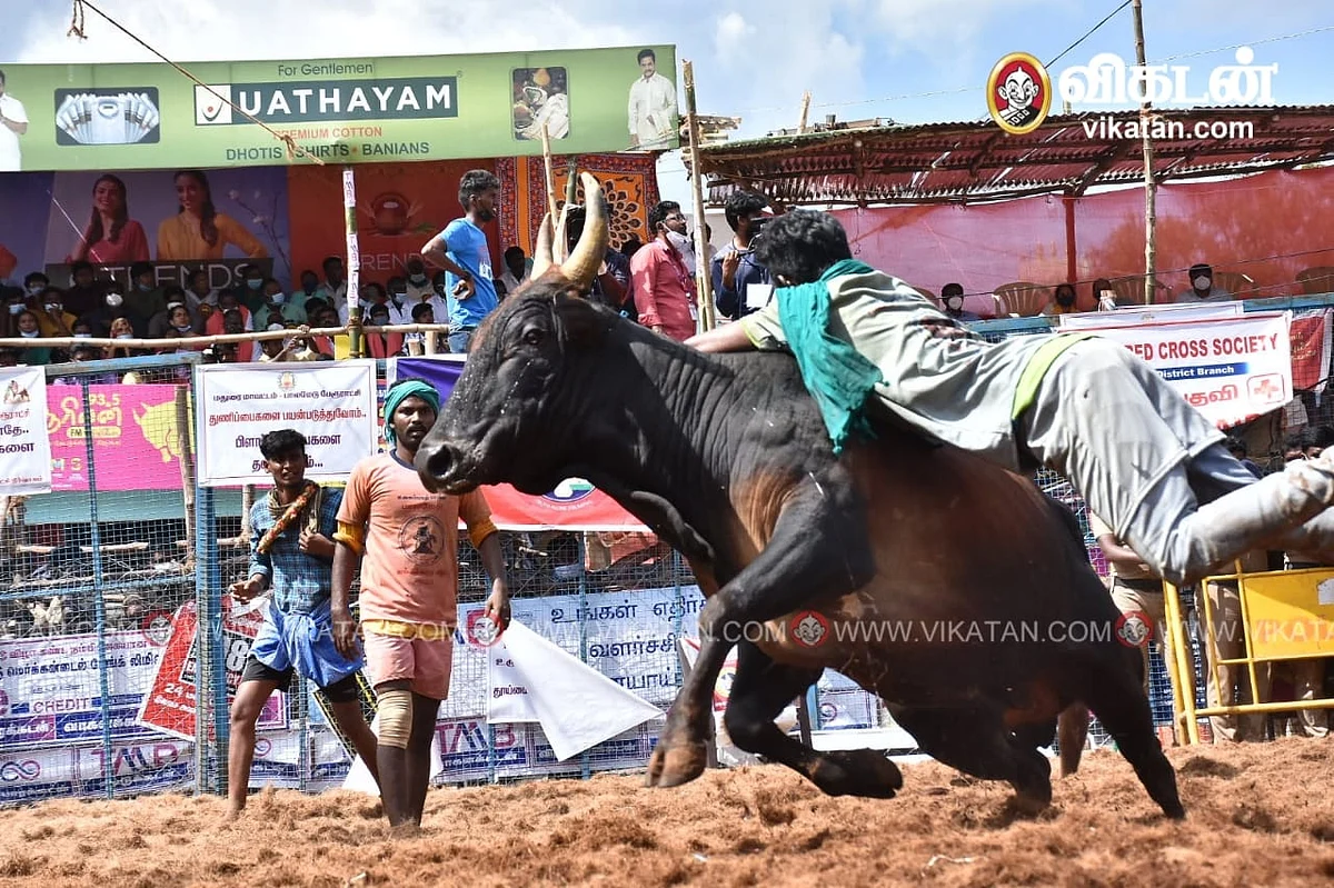 ஜல்லிக்கட்டு: `பாப்பா என்ன பண்ணீட்டு இருக்க?’ -அவனியாபுரம் டு அலங்காநல்லூர் கள அனுபவம் பகிரும் மாணவி