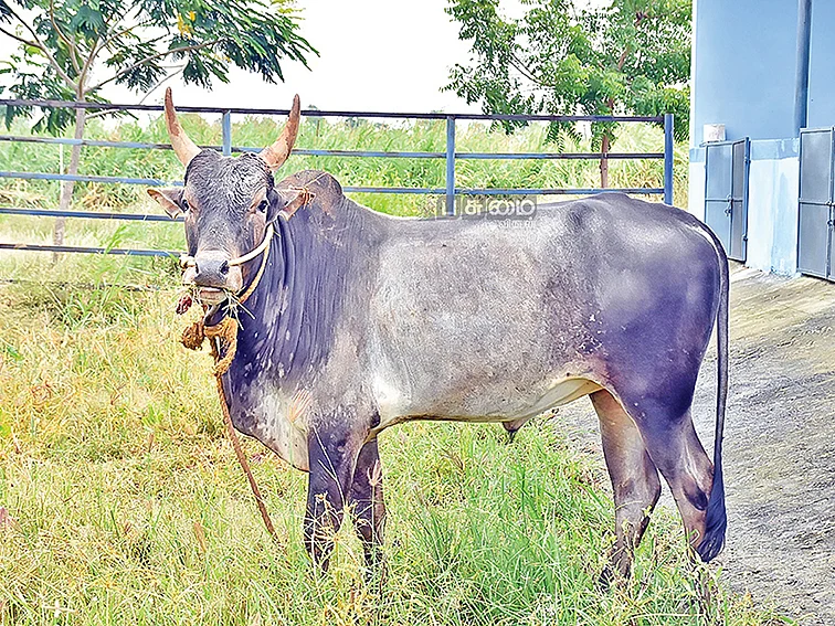 நோய் எதிர்ப்பு...
வறட்சியிலும் வலிமை!
கொம்பு வெச்ச சிங்கம் புலிக்குளம் மாட்டினம்...!