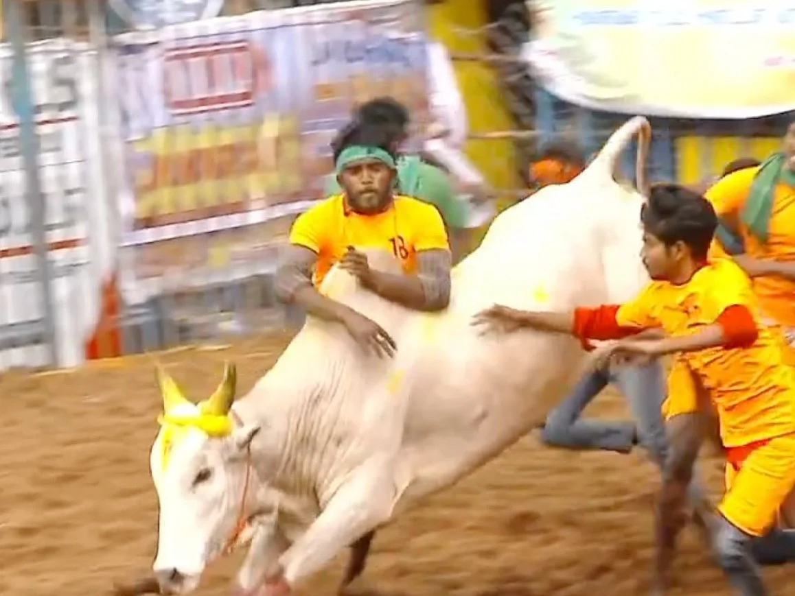 Jallikattu Live Updates : பாலமேடு - 7 சுற்றுகள் 704 காளைகள்; 300 வீரர்கள்; 21 காளைகளை அடக்கிய வீரர்!