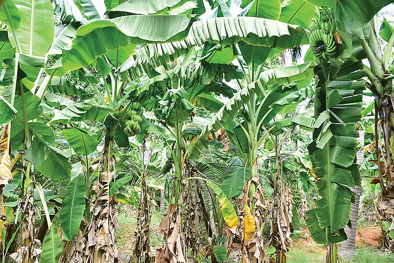 கலப்பு வாழைத்தோட்டம்