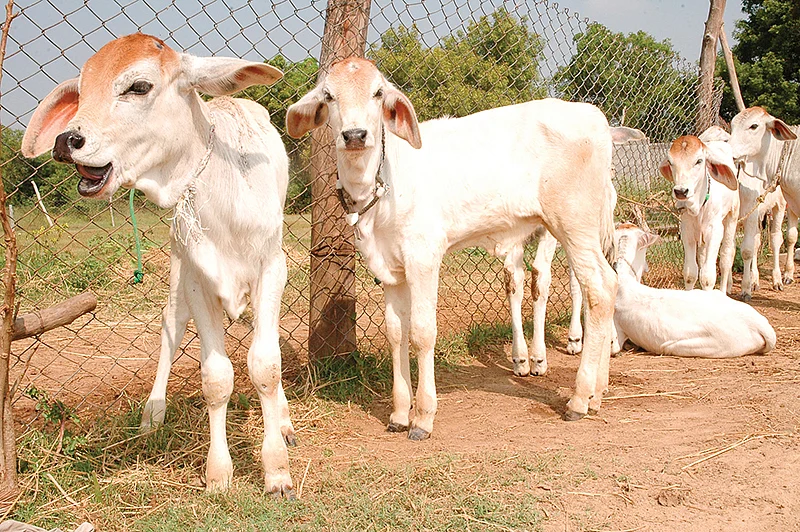மாடுகள்
