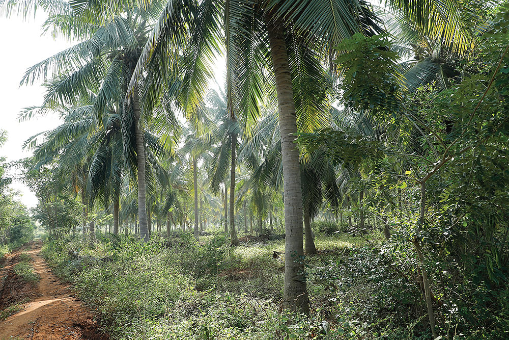 தென்னை விவசாயம்