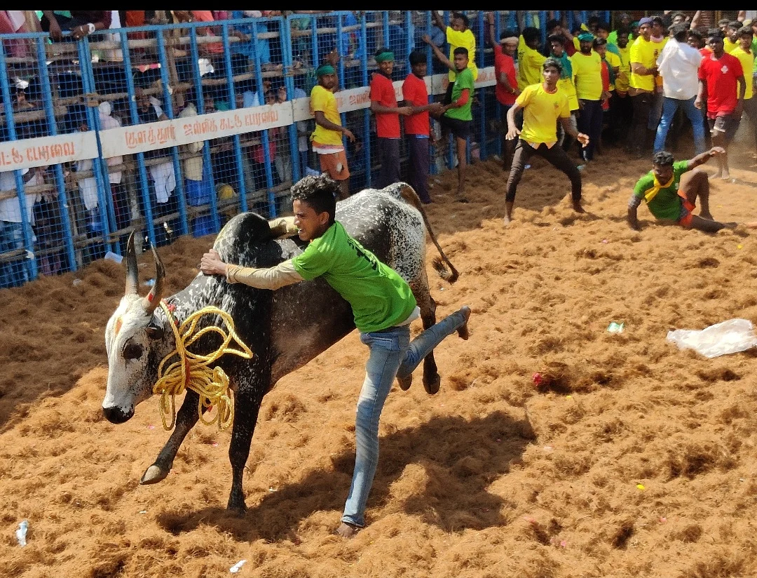 வன்னியன் விடுதி ஜல்லிக்கட்டு