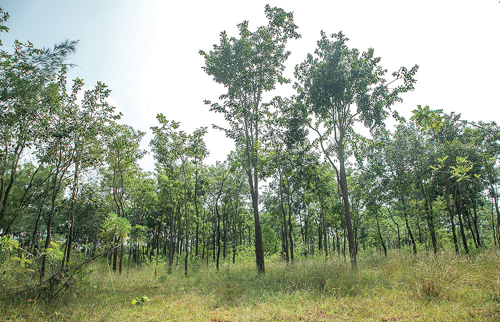 மரம் வளர்ப்பு