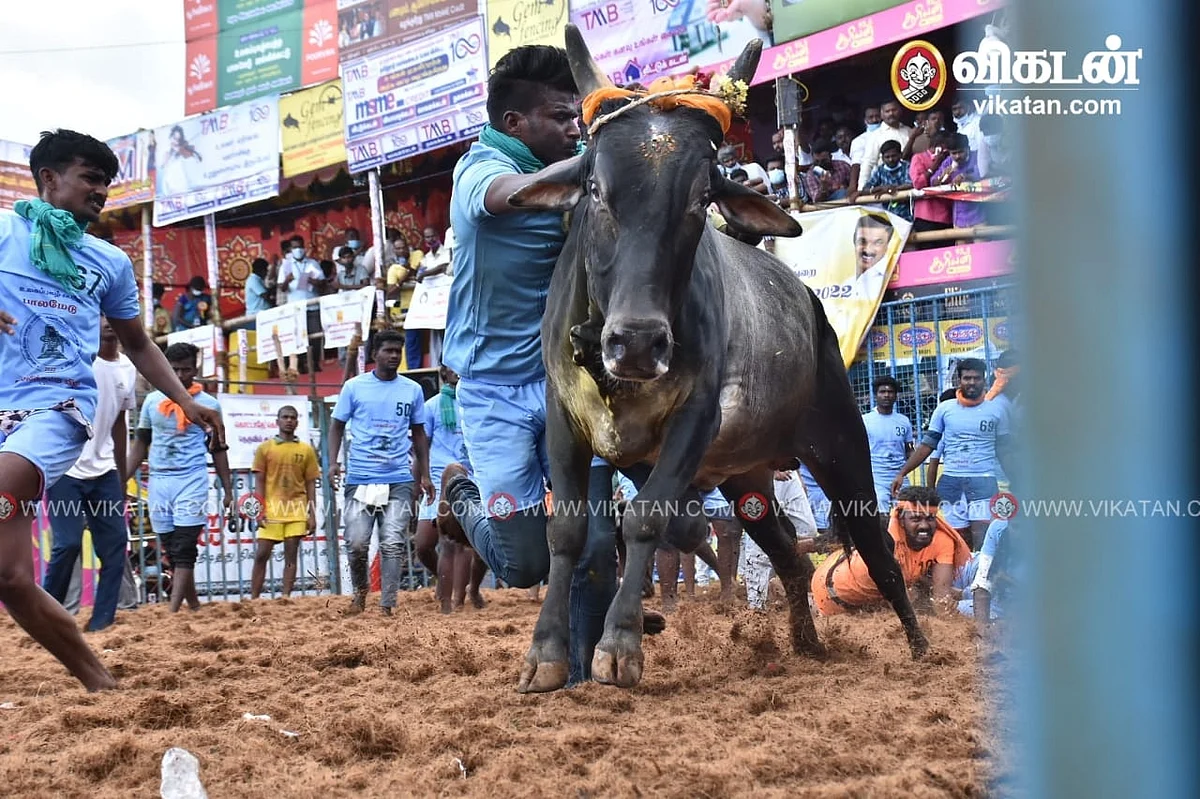ஜல்லிக்கட்டு