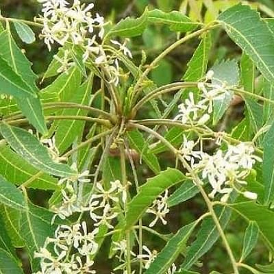 மூலிகைக் காப்பான்