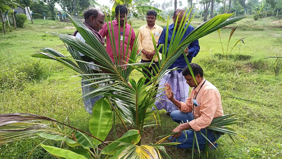 தென்னை மரம்