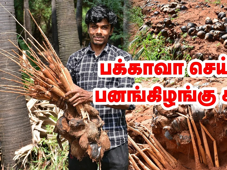 1 விதையிலிருந்து 3 கிழங்கு; பனங்கிழங்கு சாகுபடியில் கலக்கும் இளைஞர்!