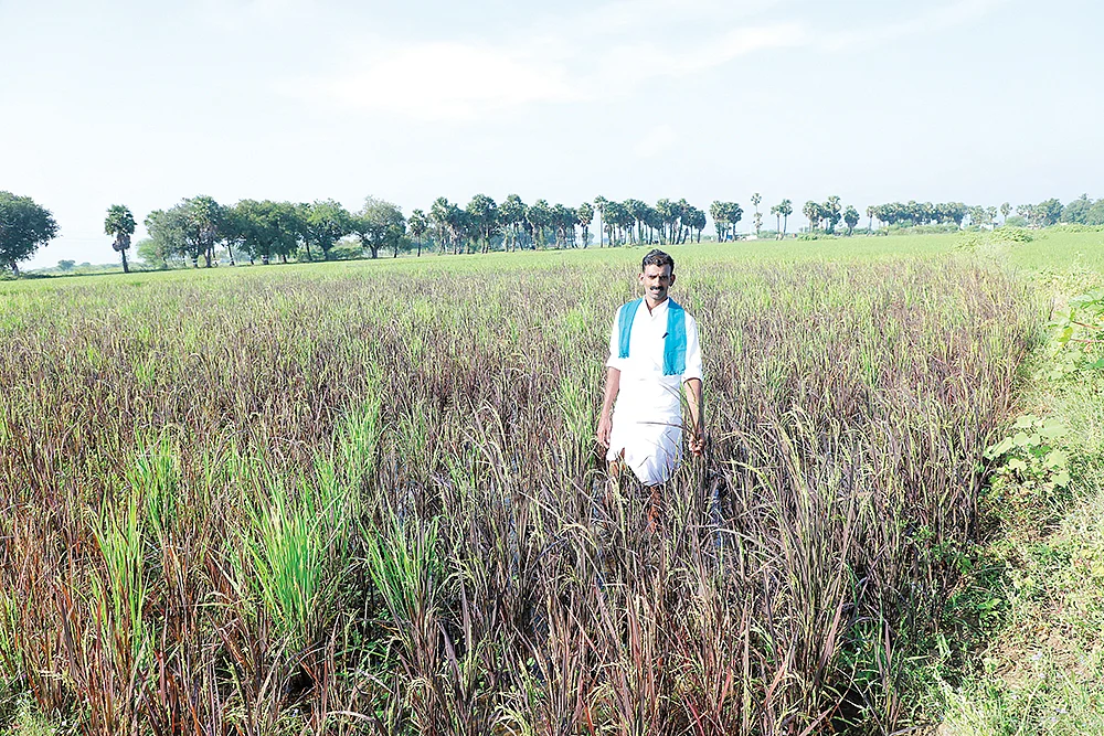 பாரம்பர்ய நெல் வயலில் தனபால்