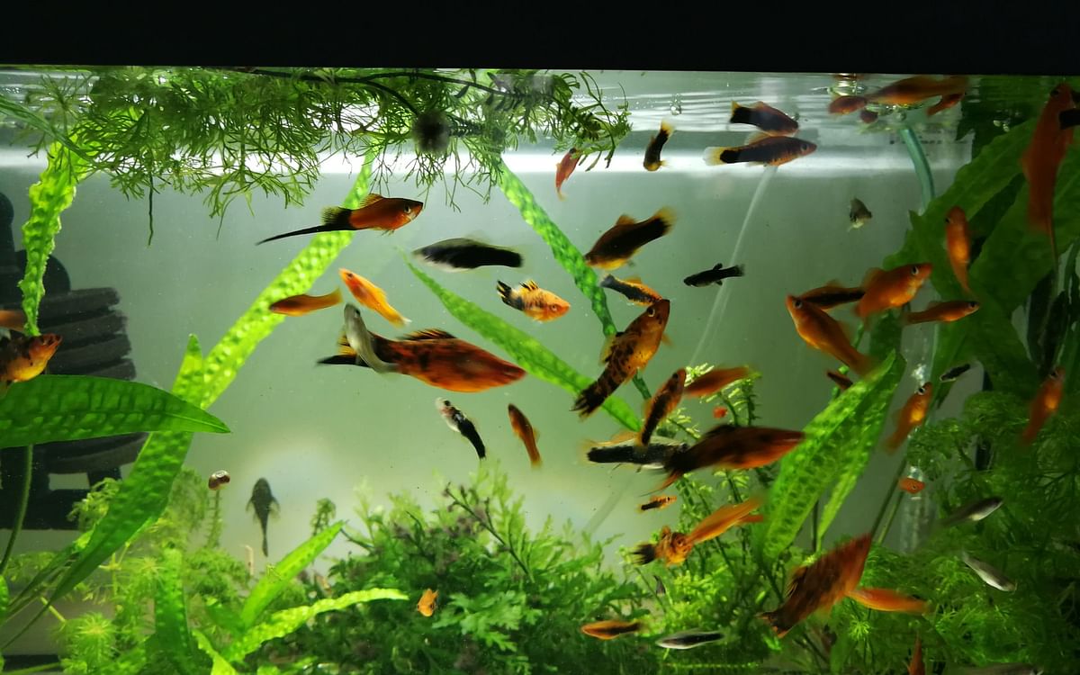 How to: வளர்ப்பு மீன்களைப் பராமரிப்பது எப்படி? | How to maintain fish aquarium
