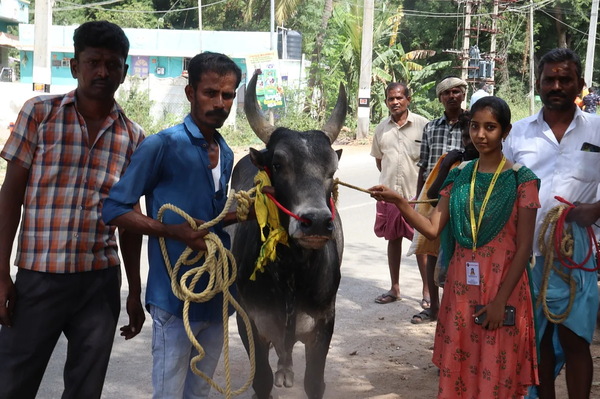 ஜல்லிக்கட்டு காளை