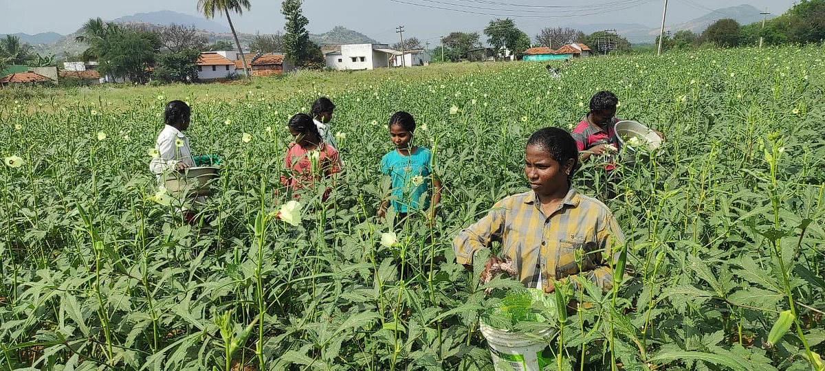 தோட்டத்தில் வேலை செய்யும் தங்கப்பேச்சி