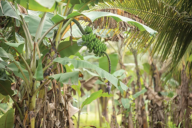 வாழை