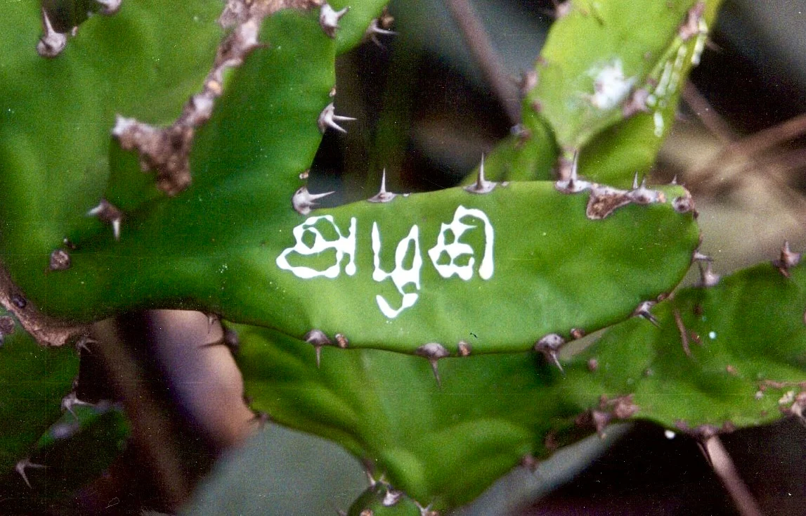 அழகி
