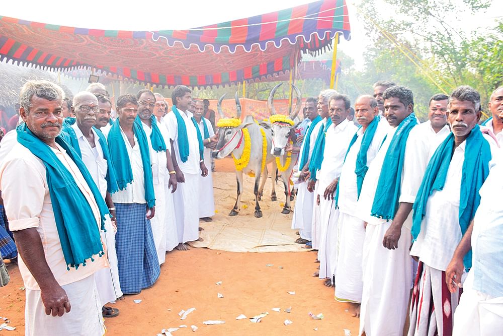மண்வாசம் வீசும் மாடு அவிழ்க்கும் விழா!
