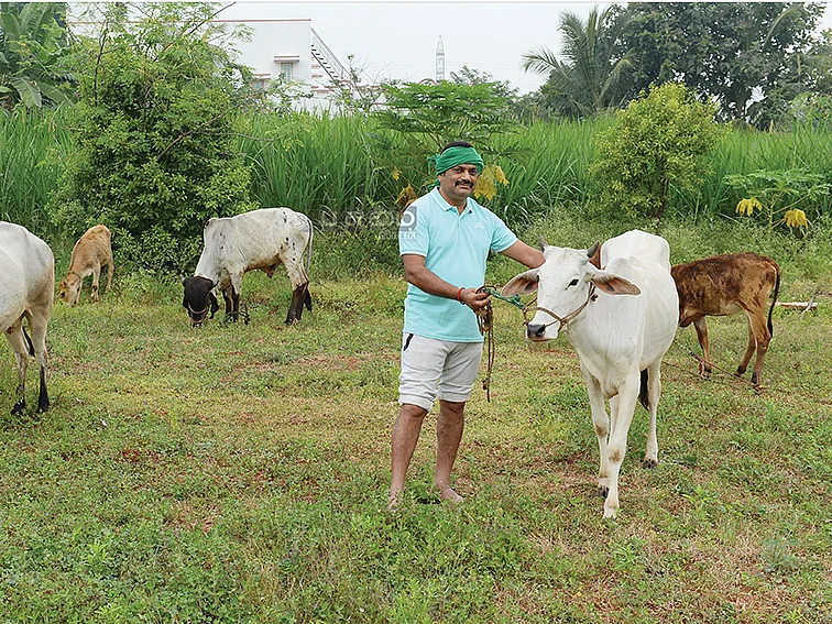 காங்கேயம், கிர், தார்பார்க்கர், சாஹிவால், காங்ரேஜ்..
மாடுகள் பலவிதம் ஒவ்வொன்றும்ஒருவிதம்!