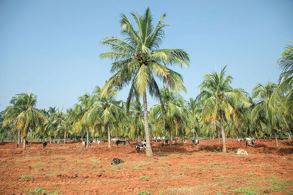 தென்னை விவசாயம்