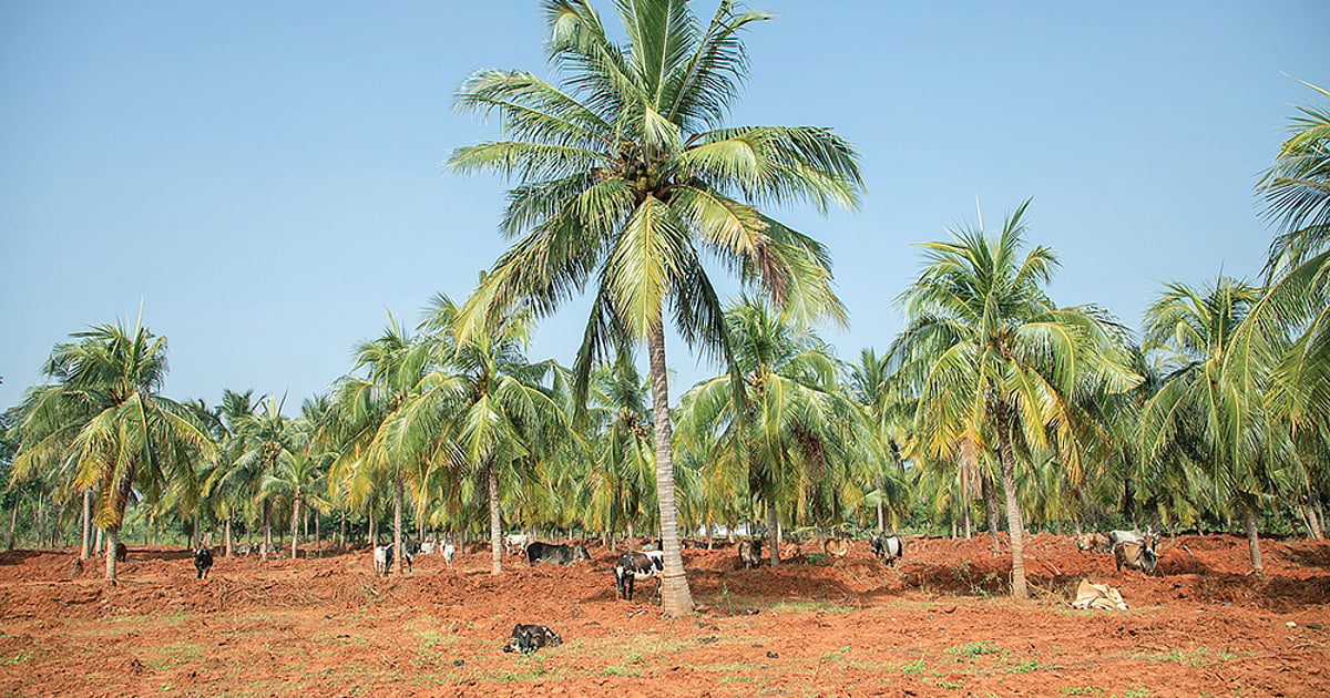 தமிழக விவசாயிகளுக்கு குட் நியூஸ்; கொப்பரை, தோட்டாபுரி மாம்பழம் கொள்முதல் செய்ய மத்திய அரசு ஒப்புதல்!