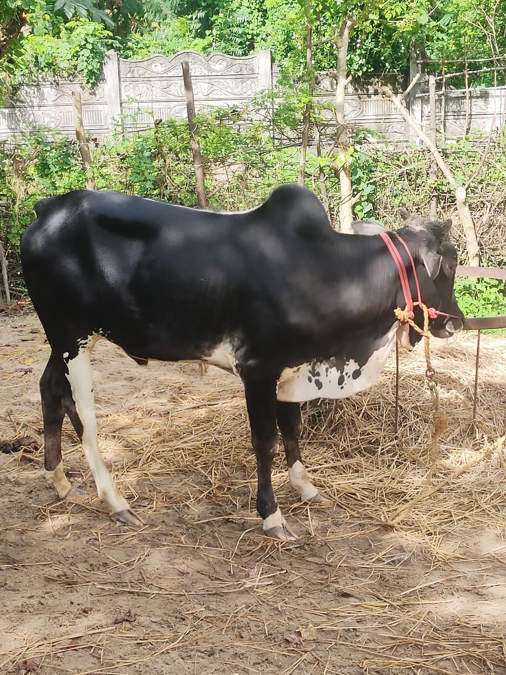 உம்பளாச்சேரி மாடுகள்