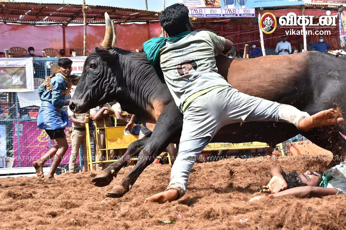 ஜல்லிக்கட்டு: `பாப்பா என்ன பண்ணீட்டு இருக்க?’ -அவனியாபுரம் டு அலங்காநல்லூர் கள அனுபவம் பகிரும் மாணவி