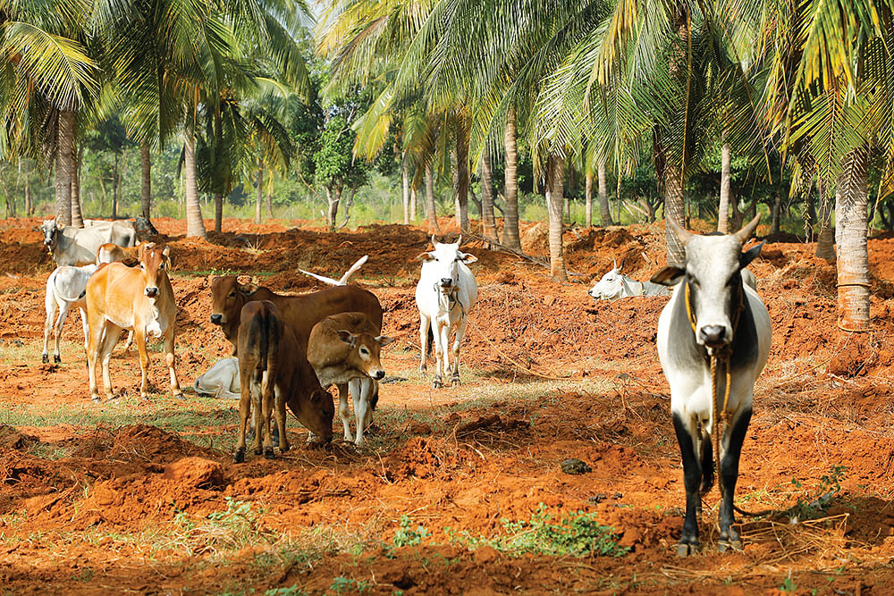 பண்ணைக்குள் ஒய்யாரமாக இருக்கும் நாட்டு மாடுகள்
