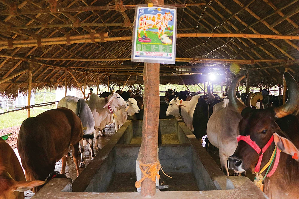 நாட்டு மாடுகளைக் காக்க நகரத்தில் ஒரு பண்ணை!