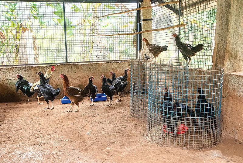 கோழிகள்