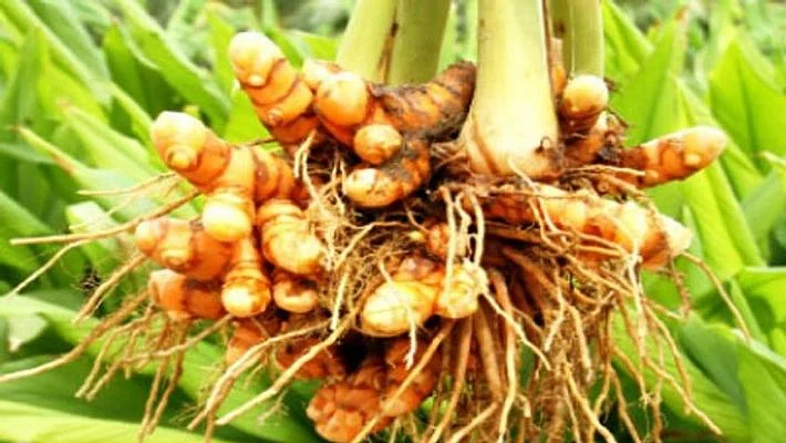 மஞ்சள்