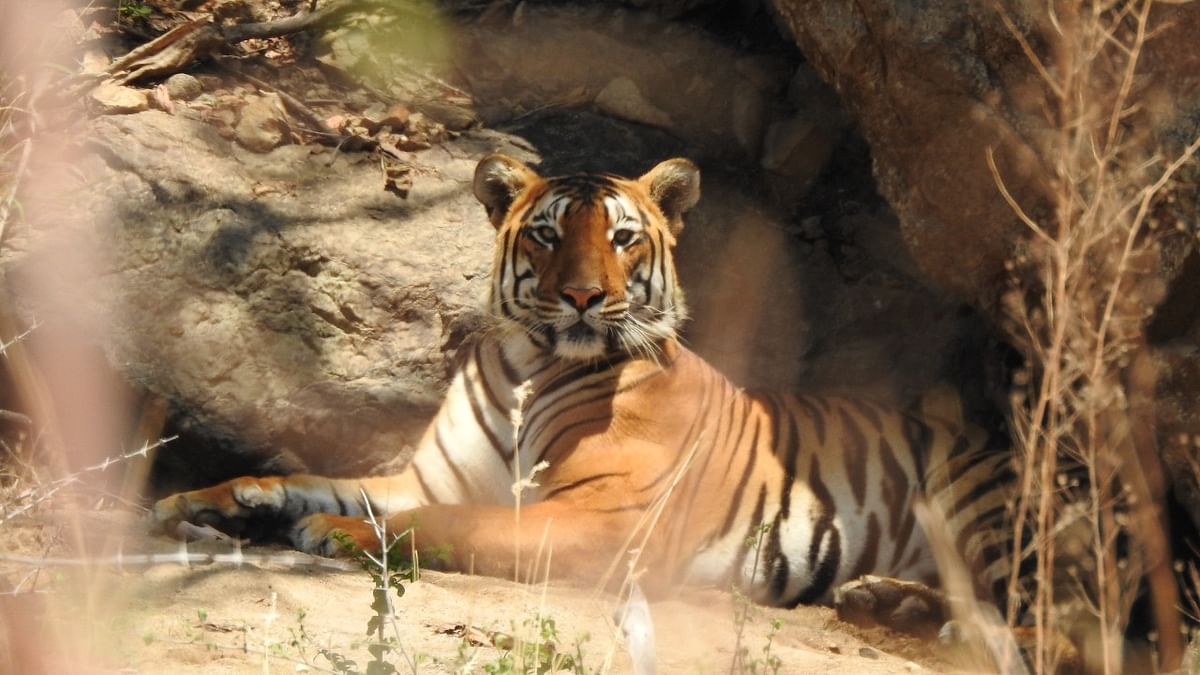 புலி
