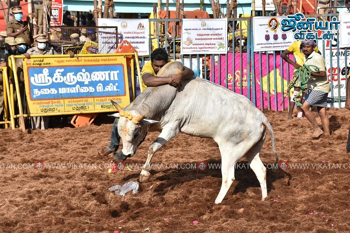பாலமேடு ஜல்லிக்கட்டு