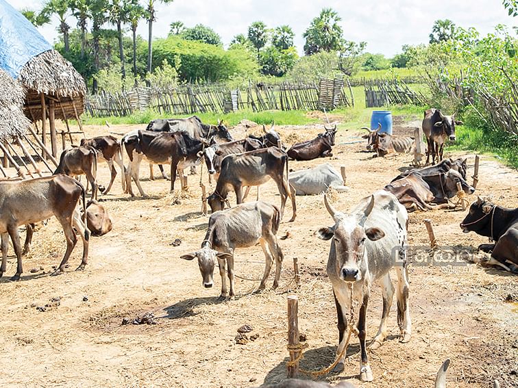 மாட்டுச் சாணம் மூலம் வருமானம் எடுக்க முடியுமா? நிதி ஆயோக் திட்டம் சொல்லும் யோசனை!