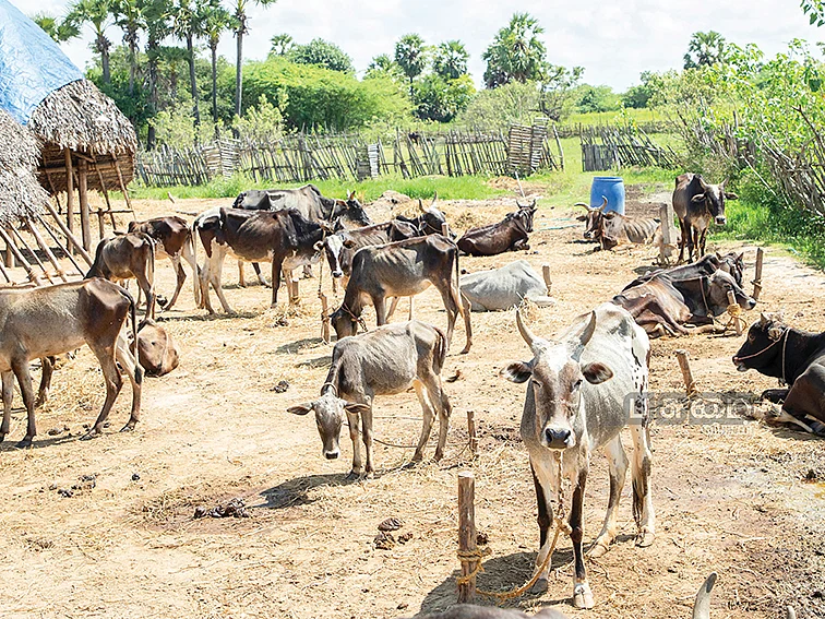 உம்பளச்சேரி மாட்டின பரவலுக்கு வித்திட்ட பசுமை விகடன்! நெகிழும் உம்பளச்சேரி கிராம மக்கள்!