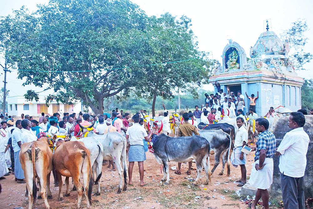 மண்வாசம் வீசும் மாடு அவிழ்க்கும் விழா!