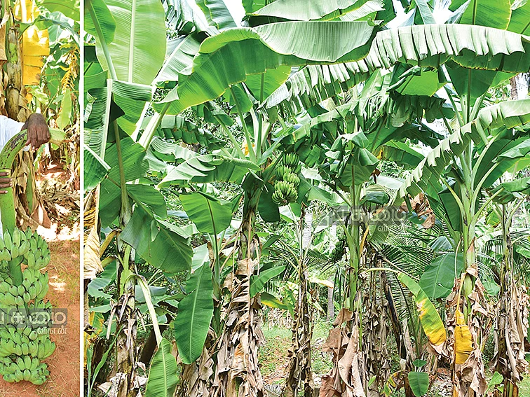 5 ஏக்கர், 7 ரகங்கள், ரூ.5,77,000
கலப்பு வாழைச் சாகுபடியில் கலக்கல் லாபம்!