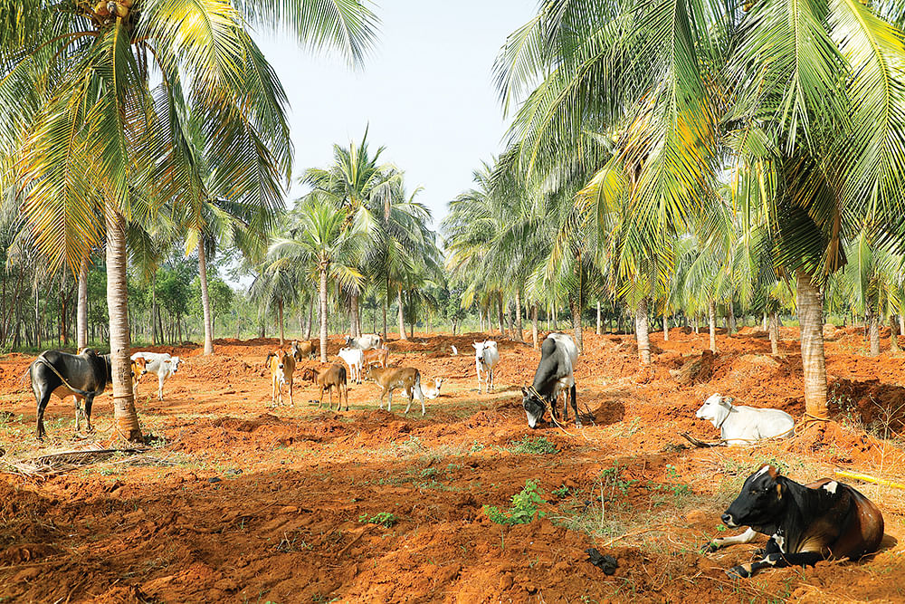 பண்ணைக்குள் ஒய்யாரமாக இருக்கும் நாட்டு மாடுகள்