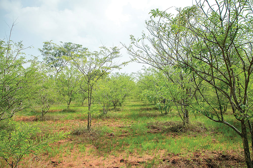 மரம் வளர்ப்பு