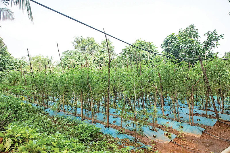 காய்கறிச் சாகுபடி