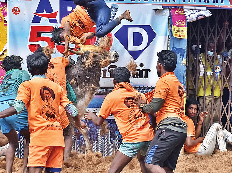 ''காளைகளைக் கத்துக்கிட்ட மாதிரி இனி கார்களைப் பற்றியும் கத்துக்கணும்!"