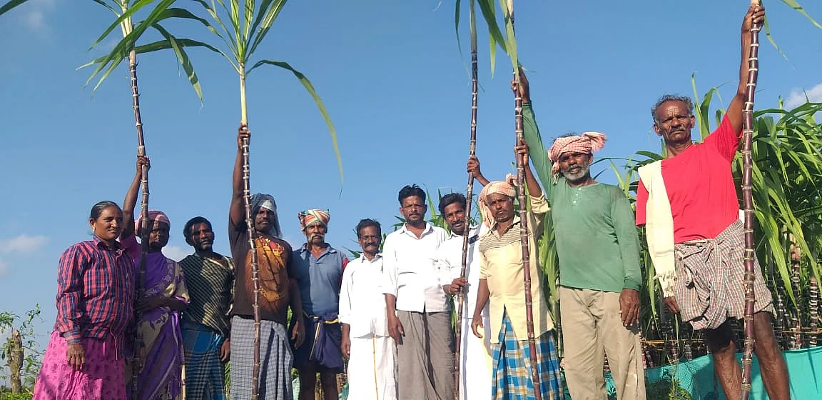 கரும்பு விவசாயிகள்