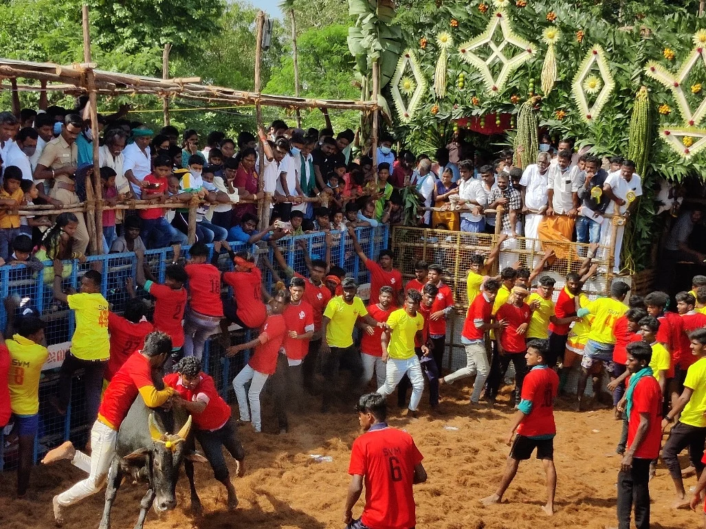 665 காளைகள் சீறிப்பாய்ந்த வன்னியன் விடுதி கிராம ஜல்லிக்கட்டு... 13 காளைகளை அடக்கிய இளைஞர்!