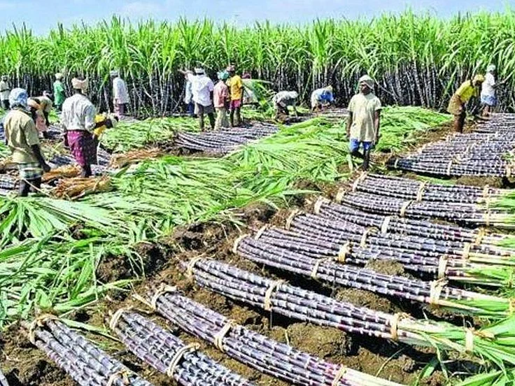 `பொங்கல் தொகுப்பில் கரும்பு சேர்ப்பு; முறைகேடுகளே தாமதத்திற்கான காரணம்!'